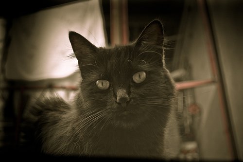 animal  cat  portrait