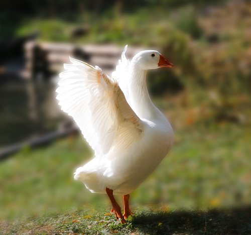 animal  bird  goose