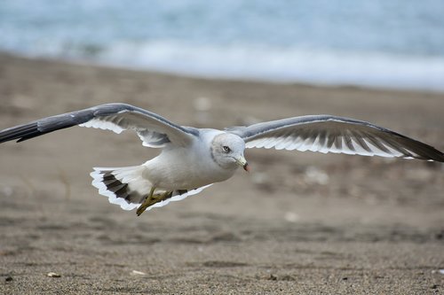 animal  sea  beach