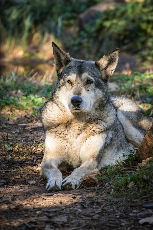 animal  wolf-dog  wolf