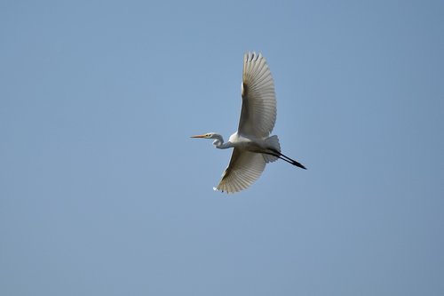 animal  sky  bird