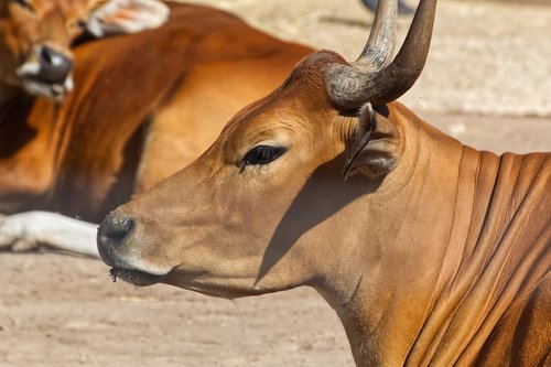 animal  brown  buffalo