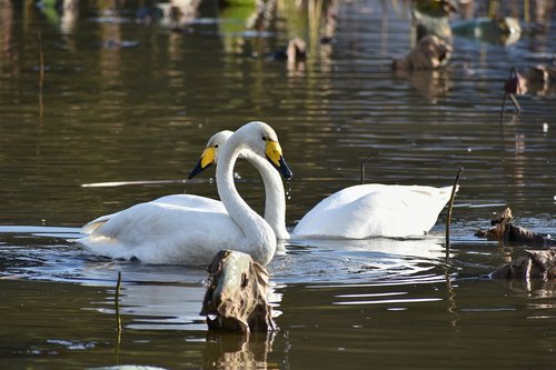 animal  lake  waterside