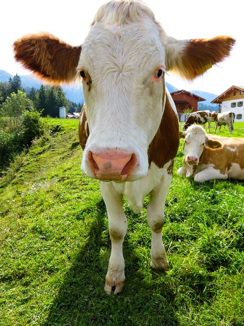animal  cow  cattle
