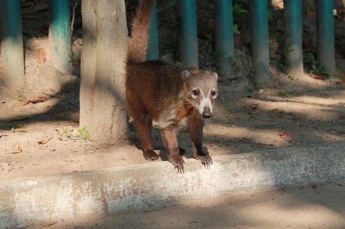 animal  mammal  tabasco