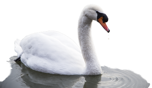 animal  bird  swan