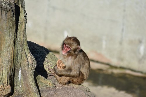 animal  zoo  monkey