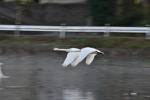 animal  lake  waterside