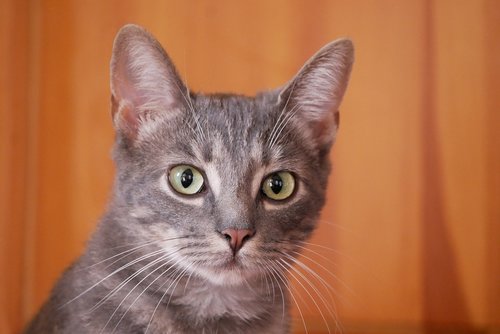 animal  cat pose  eyes