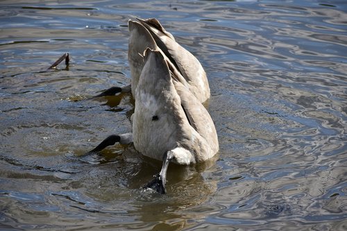 animal  lake  waterside