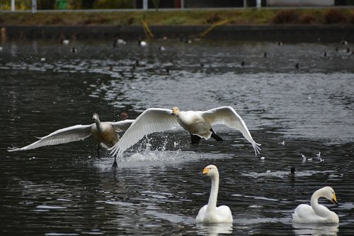 animal  lake  waterside