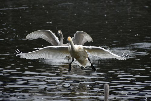 animal  lake  waterside