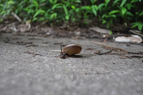 snail animal forest