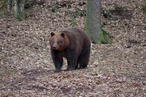 animal  bear  brown