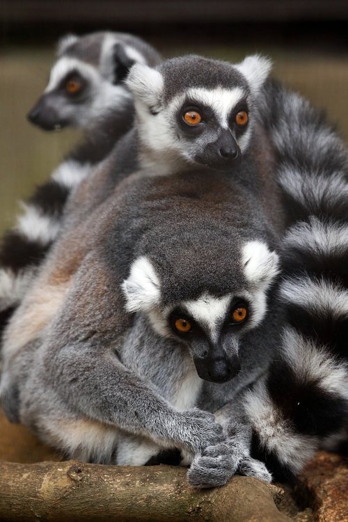 animal  lemur  wild animals