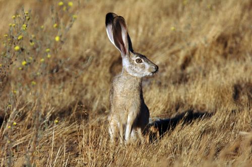 animal jackrabbit tailed