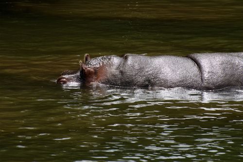 animal hippopotamus animals