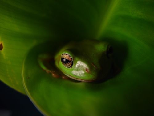 animal frog amphibians