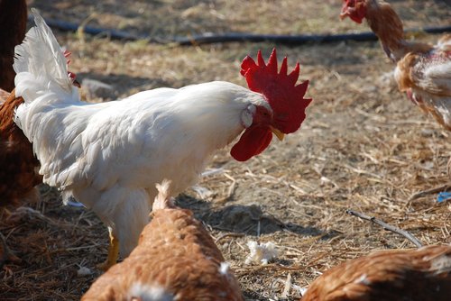 animal  farm  cocks