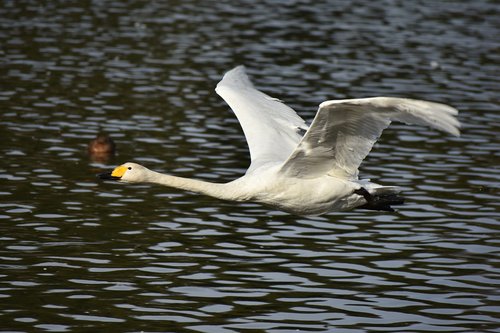 animal  lake  waterside