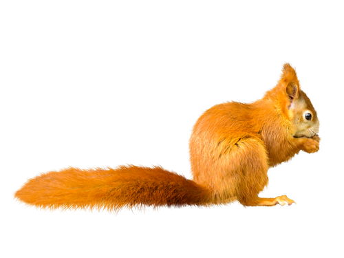 animal  squirrel  possierlich