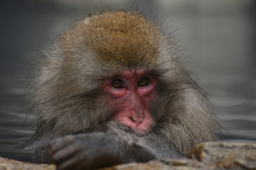 animal  monkey  baby japanese macaque eating leaves