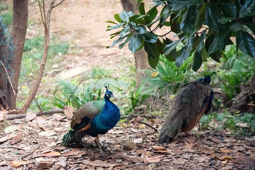 animal  peacock  zoo