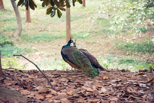animal  peacock  zoo