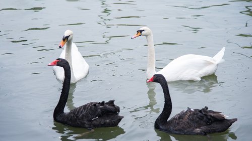 animal  swan  goose