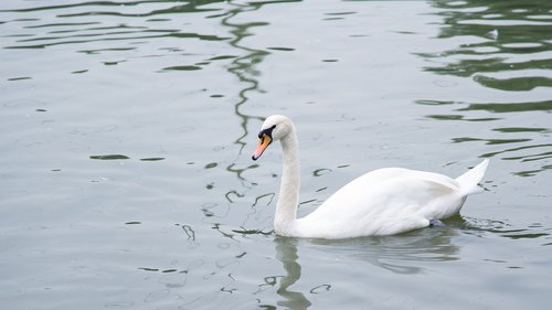 animal  swan  goose