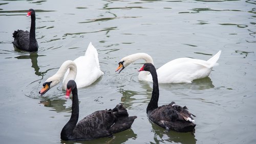 animal  swan  goose