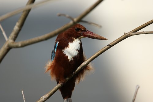 animal  bird  kingfisher