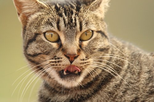 animal  cat  close up