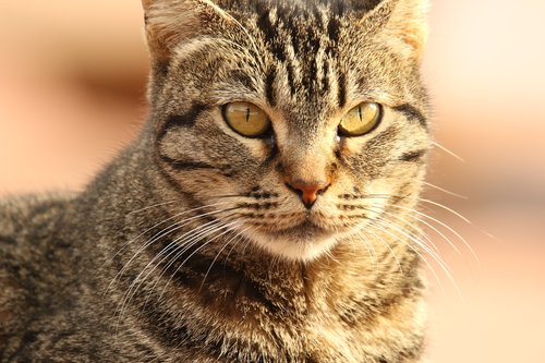 animal  cat  close up