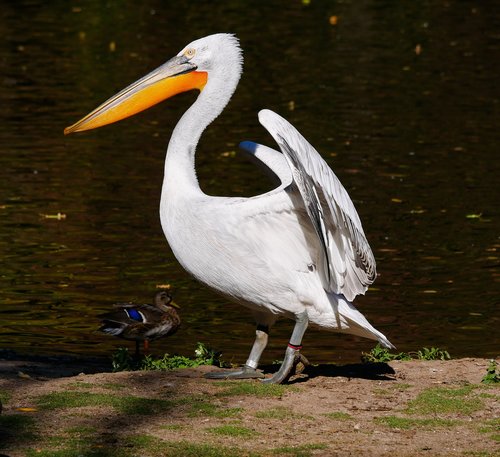 animal  bird  pelikan