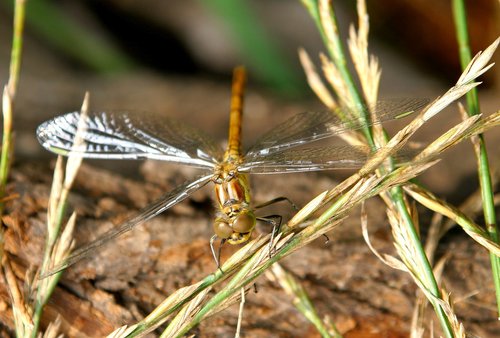 animal  animals  insect