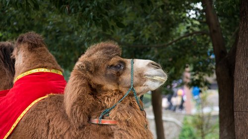 animal  camel  zoo