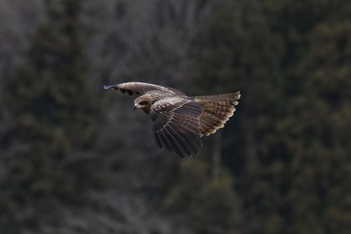 animal  forest  bird