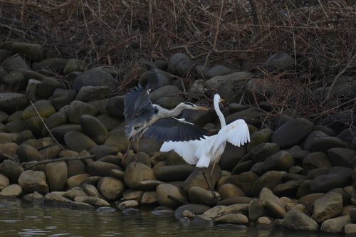 animal  river  waterside