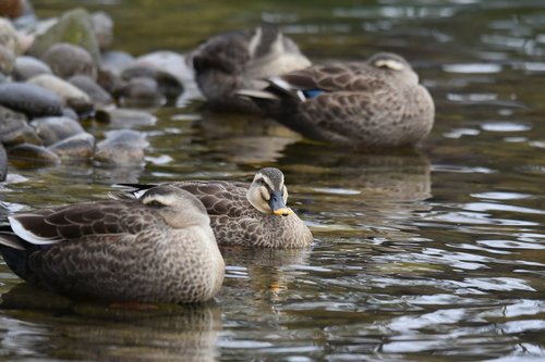 animal  pond  waterside