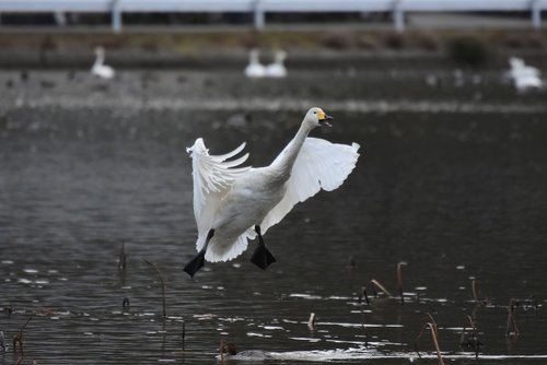 animal  lake  waterside