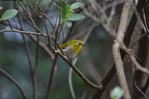 animal  forest  wood