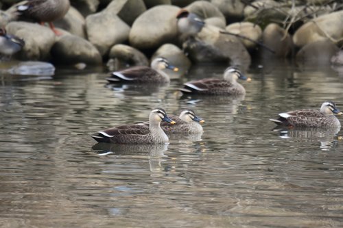 animal  river  waterside