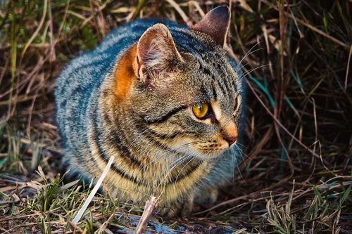 animal  cat  tiger