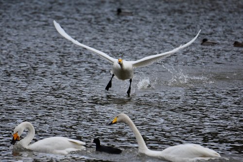 animal  lake  waterside