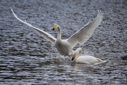 animal  lake  waterside