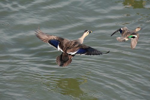 animal  river  waterside