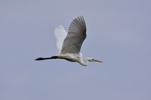 animal  sky  bird