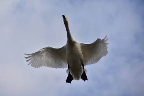 animal  sky  bird