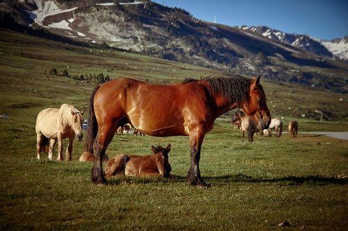 animal  horses  mountain